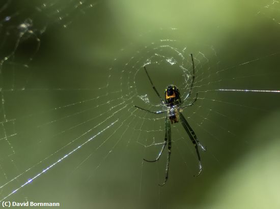 Missing Image: i_0019.jpg - Spider