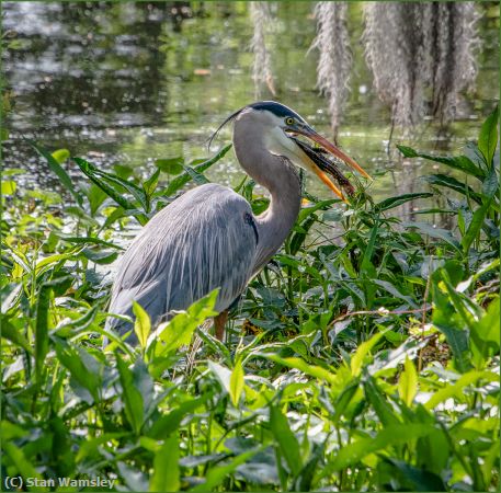 Missing Image: i_0020.jpg - GBH Fishsandwich