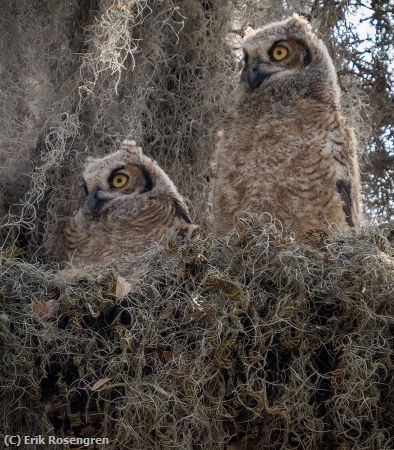 Missing Image: i_0025.jpg - Mutt-Jeff-Great-Horned-Owlets