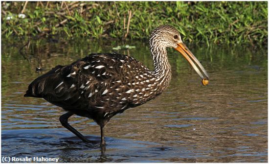 Missing Image: i_0027.jpg - Limpkin with Apple Snail