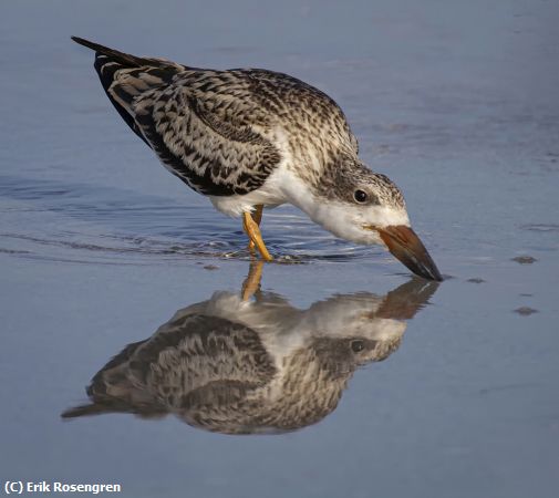 Missing Image: i_0029.jpg - Perfect-reflection-Juvenile-Skimmer