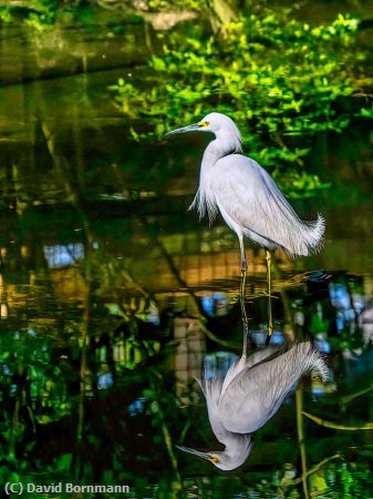 Missing Image: i_0030.jpg - Egret