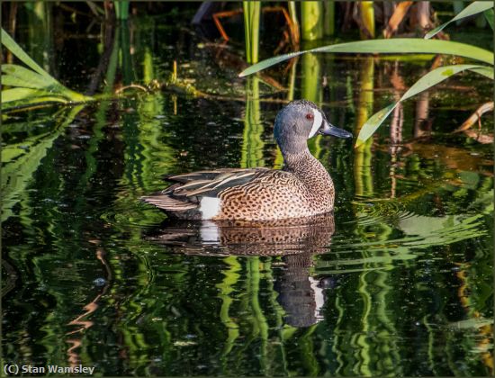 Missing Image: i_0032.jpg - Blue Winged Teal