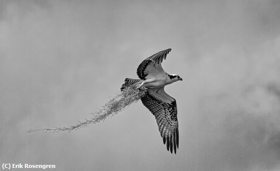 Missing Image: i_0067.jpg - Moss-for-the-nest-Osprey