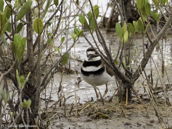 Missing Image: i_0001.jpg - Killdeer