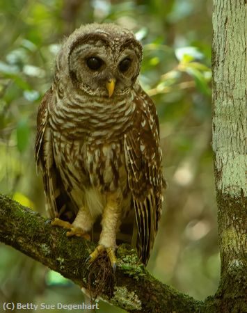 Missing Image: i_0005.jpg - I-See-You-Barred Owl