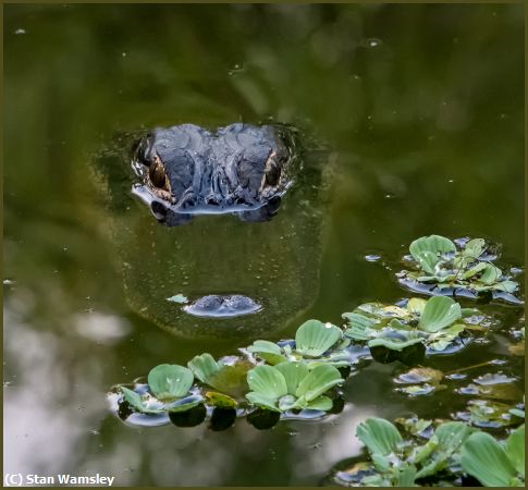 Missing Image: i_0006.jpg - Patient-Gator