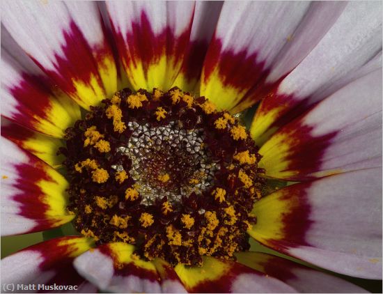 Missing Image: i_0011.jpg - Daisy Closeup