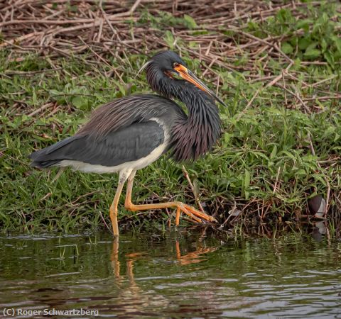 Missing Image: i_0019.jpg - Strutting Proudly