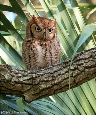 Missing Image: i_0022.jpg - Screech Owl