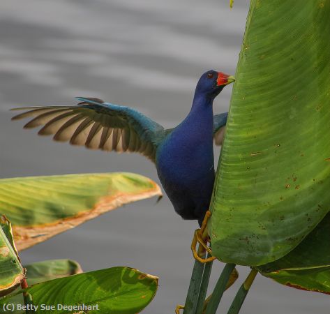 Missing Image: i_0024.jpg - Whoa-Bad-Landing-Purple Gallinule