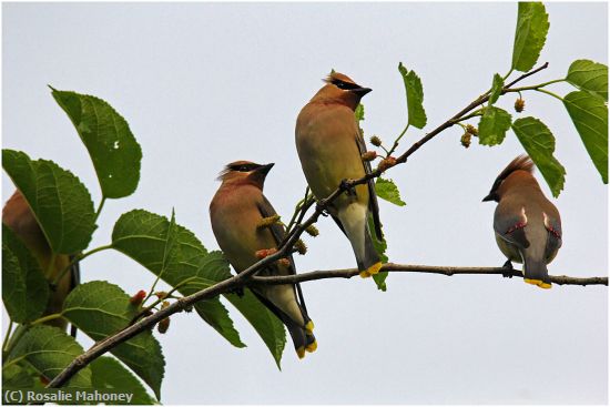 Missing Image: i_0025.jpg - Cedar Waxwings