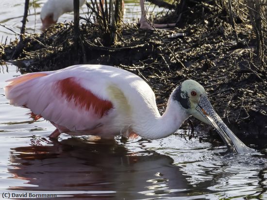 Missing Image: i_0029.jpg - Spoonbill