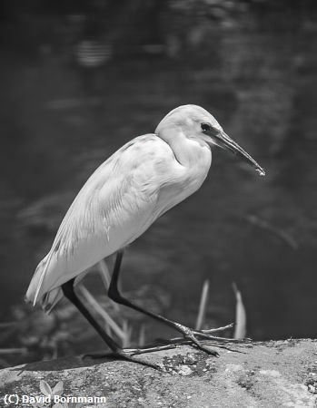 Missing Image: i_0064.jpg - Immature Little Blue Heron