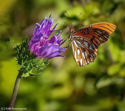 Missing Image: i_0005.jpg - Finding-nector-Gulf-FritillaryButter