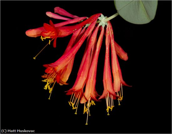 Missing Image: i_0013.jpg - Coral Honeysuckle