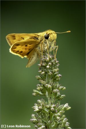 Missing Image: i_0017.jpg - Firery Skipper Headshot