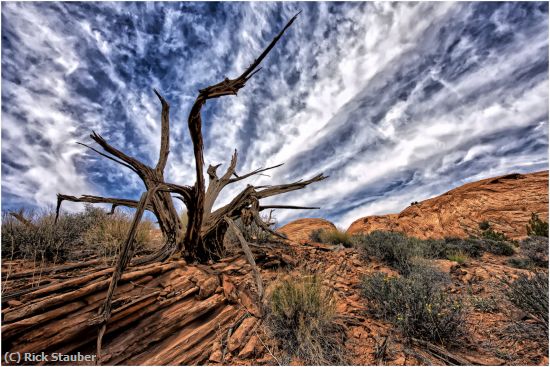 Missing Image: i_0018.jpg - A Moab Snag