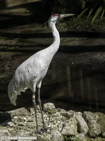 Missing Image: i_0025.jpg - WhoopingCrane