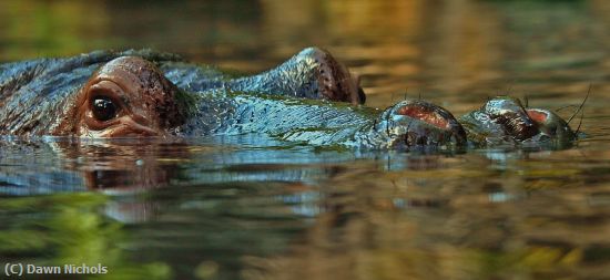 Missing Image: i_0026.jpg - Hippo Gaze Over Waterline