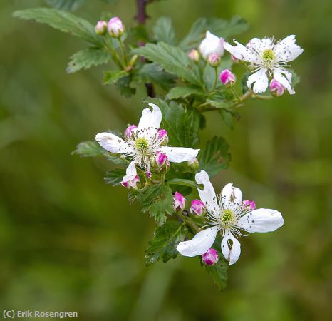 Missing Image: i_0027.jpg - Beautiful-mountain-flowers