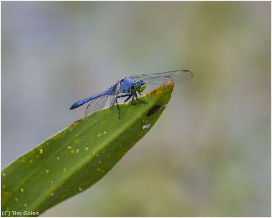 Missing Image: i_0032.jpg - Dragonfly