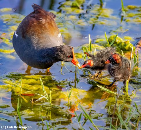 Missing Image: i_0001.jpg - Feeding-baby-Common-Moorhen