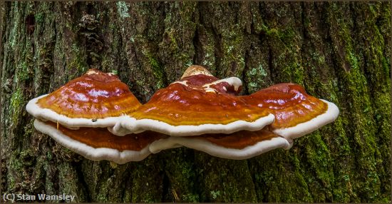 Missing Image: i_0003.jpg - Cades Cove Trail-Mushrooms