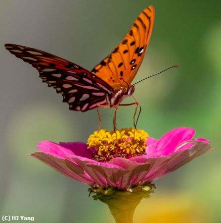 Missing Image: i_0020.jpg - Butterfly