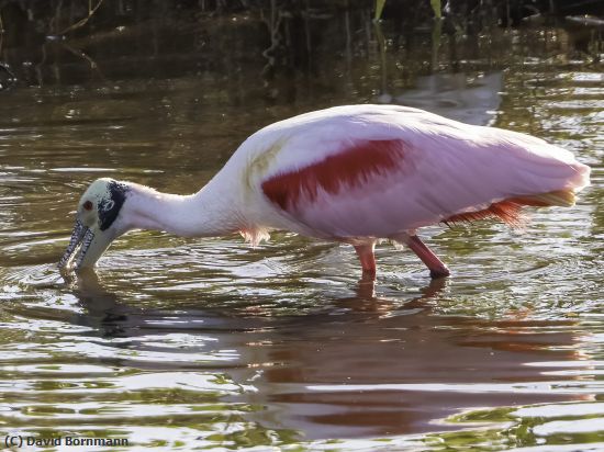 Missing Image: i_0022.jpg - SpoonBill