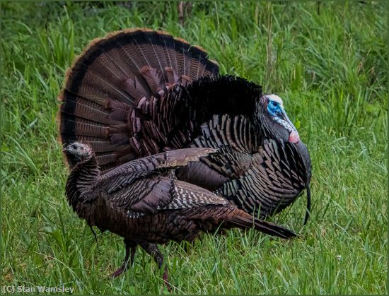 Missing Image: i_0026.jpg - Cades Cove Wild Turkeys