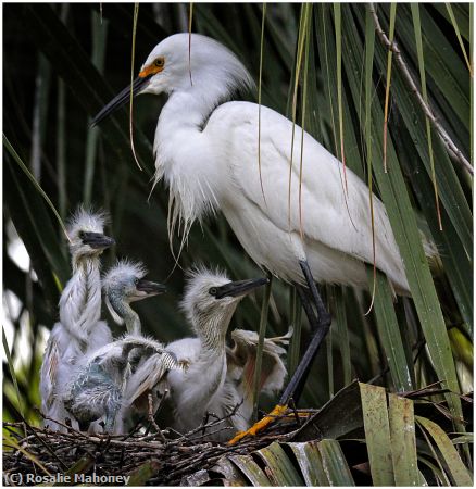 Missing Image: i_0027.jpg - Mom and Babies