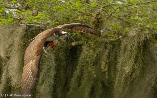 Missing Image: i_0031.jpg - Nourishment-for-the-chicks-Osprey