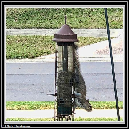 Missing Image: i_0048.jpg - SQUIRREL-ON-BIRD-FEEDER