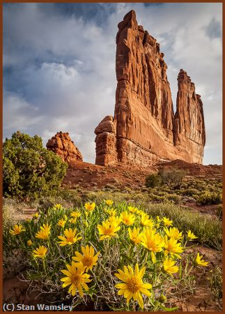 Missing Image: i_0050.jpg - Moab-Flowers