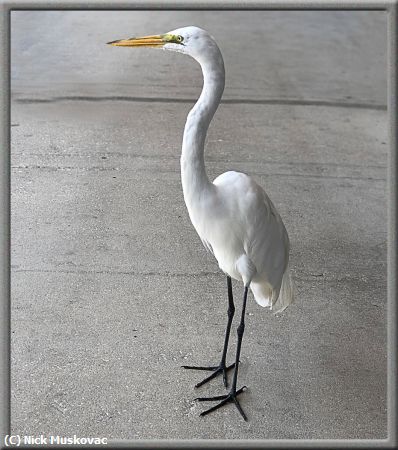 Missing Image: i_0053.jpg - GREAT-WHITE--EGRET