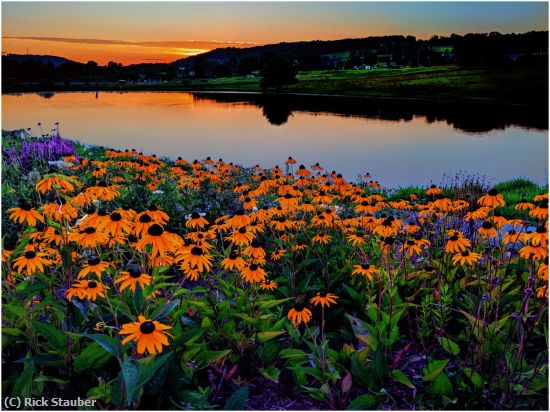 Missing Image: i_0056.jpg - Black-Eyed Susans at Sunset