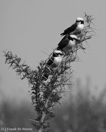 Missing Image: i_0065.jpg - BW birds