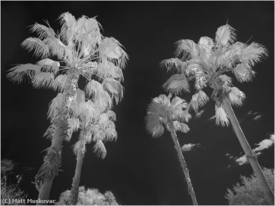 Missing Image: i_0067.jpg - Looking Up Palm Trees