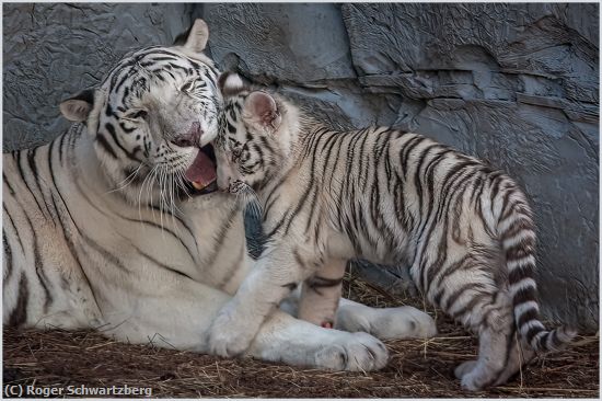 Missing Image: i_0014.jpg - Tiger Love