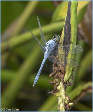 Missing Image: i_0015.jpg - Dragon Fly