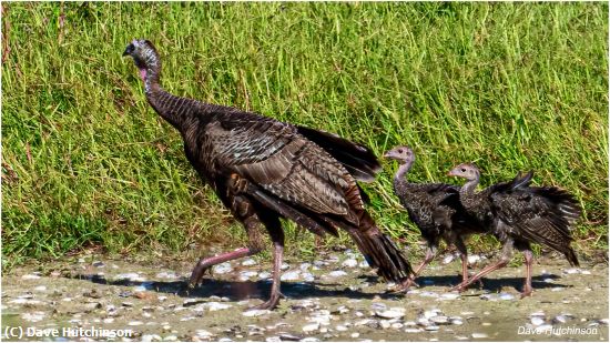 Missing Image: i_0018.jpg - Wild Turkey and her poults