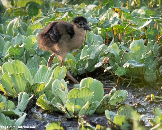 Missing Image: i_0019.jpg - Purple Galinule Chick