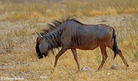 Missing Image: i_0023.jpg - Weary Wildebeest