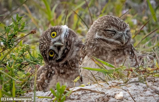 Missing Image: i_0026.jpg - Clowning-around-Burrowing-Owl-chick