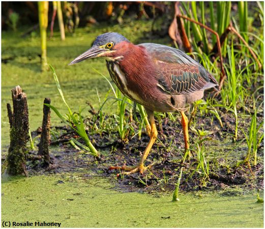 Missing Image: i_0027.jpg - Green Heron