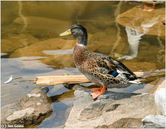 Missing Image: i_0028.jpg - Tennesse Duck