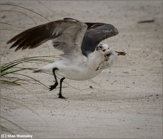 Missing Image: i_0029.jpg - Gull-with-Chick