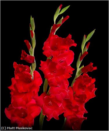 Missing Image: i_0040.jpg - Gladiolus Trio