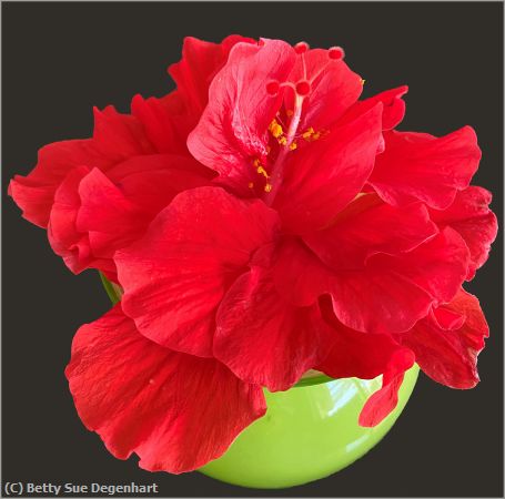 Missing Image: i_0041.jpg - Hibiscus